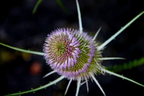 Wilde Karde (Dipsacus fullonum) Samen. Heilpflanze, z.B bei Borreliose. (1000 Samen = 2,9g) von Die Hof Oase