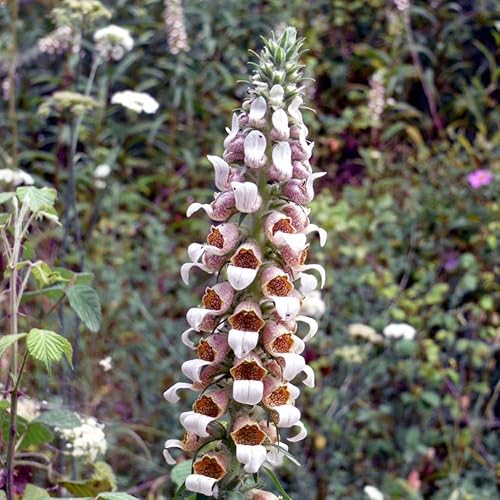 Wolliger Fingerhut (Digitalis lanata) Samen. (2000 Samen = 0,8g) von Die Hof Oase