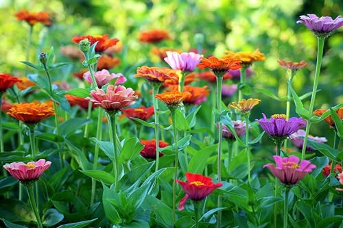 Zinnie (Zinnia elegans) ´Riesen-Mischung´ Samen. Schmetterlings Magnet (2000 Samen = 10,8g) von Die Hof Oase