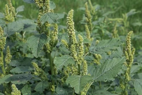 Zurückgekrümmter Fuchsschwanz oder Amaranth (Amaranthus retroflexus) Samen. (1000 Samen = 0,5g) von Die Hof Oase