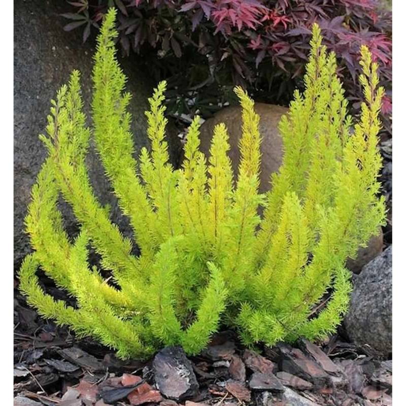 10x Baumheide Alberts Gold - Erica arborea von Die Nr-01.de