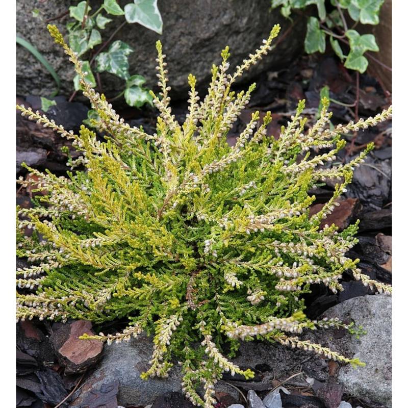 10x Besenheide Gold Haze - Calluna vulgaris von Die Nr-01.de