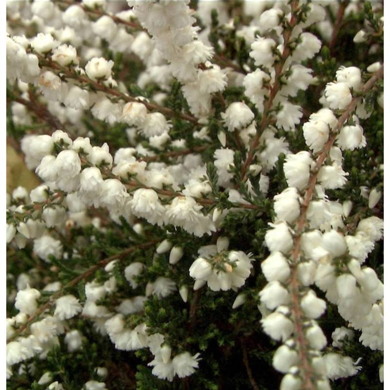 10x Besenheide Kinlochruel - Calluna vulgaris von Die Nr-01.de
