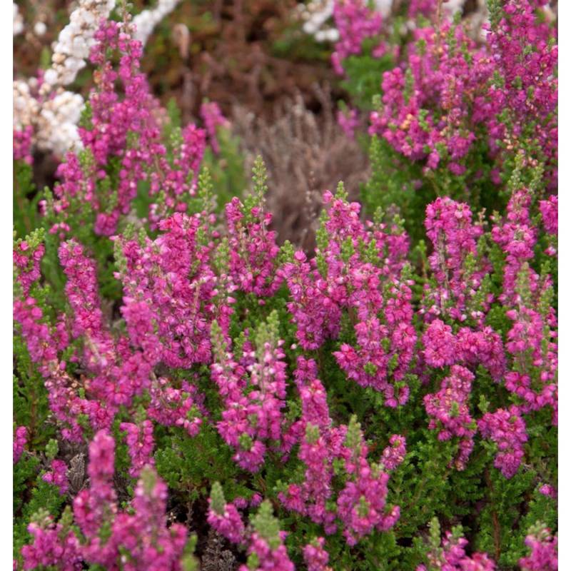 10x Besenheide Magic Red - Calluna vulgaris von Die Nr-01.de