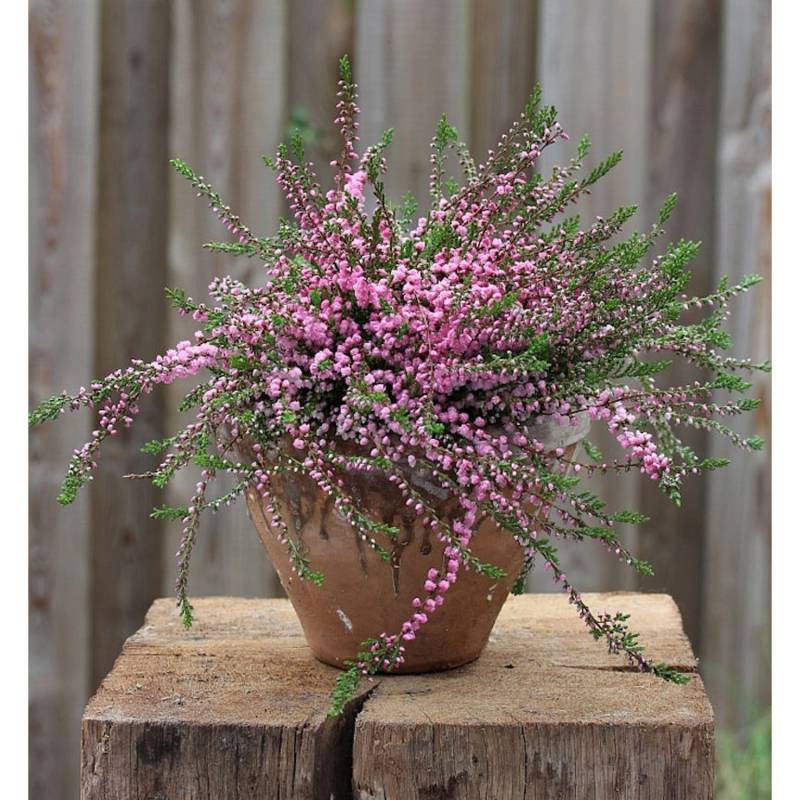 10x Besenheide Red Favorit - Calluna vulgaris von Die Nr-01.de