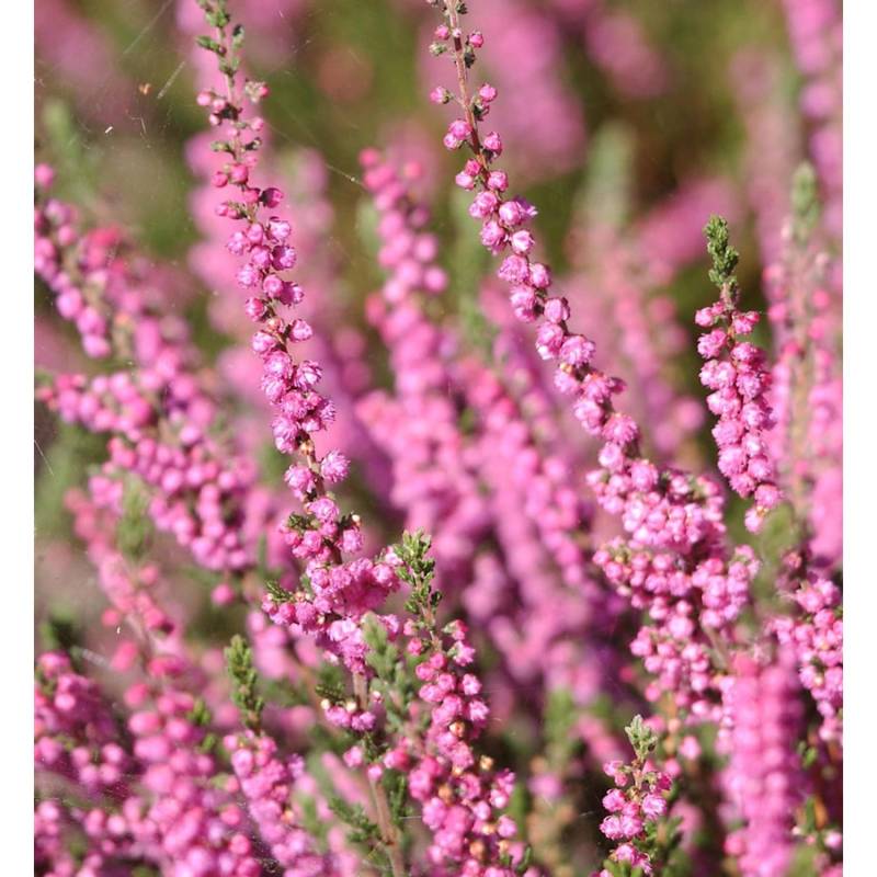 10x Besenheide Red Star - Calluna vulgaris von Die Nr-01.de