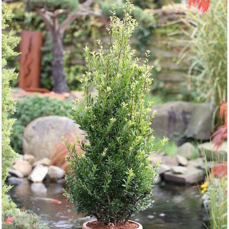 10x Chinesische Hecken Ilex 10-15cm - Ilex maximowicziana kanehirae von Die Nr-01.de