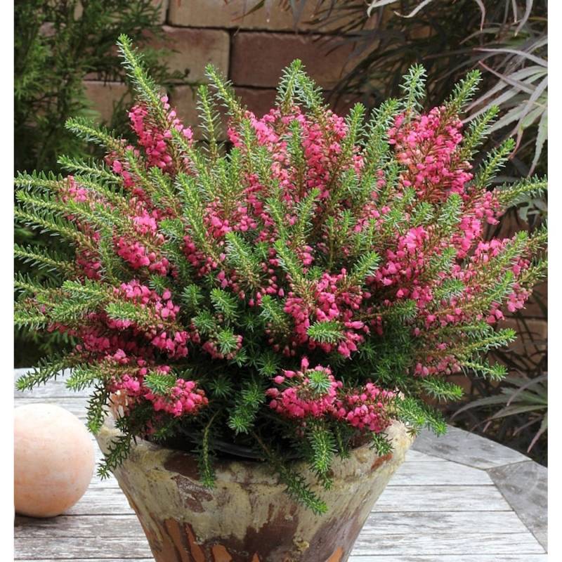 10x Cornwallheide Red Delight - Erica vagans von Die Nr-01.de