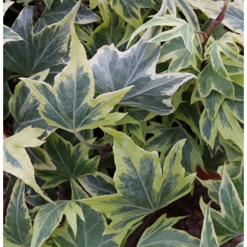 10x Efeu Yellow Ripple 10-15cm - Hedera helix von Die Nr-01.de