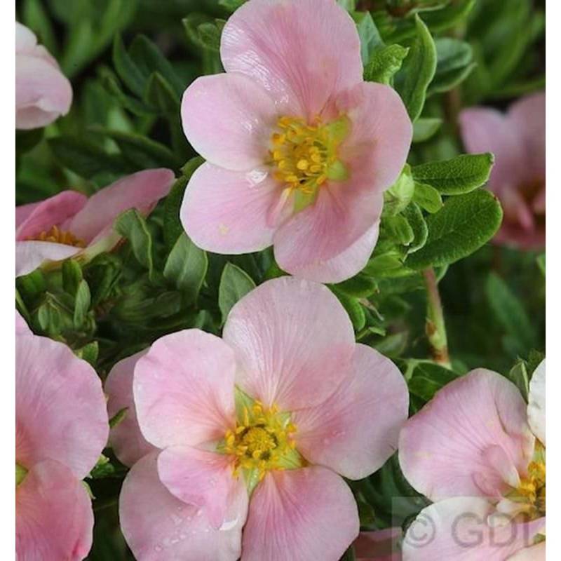 10x Fünffingerstrauch Lovely Pink - Potentilla fruticosa von Die Nr-01.de