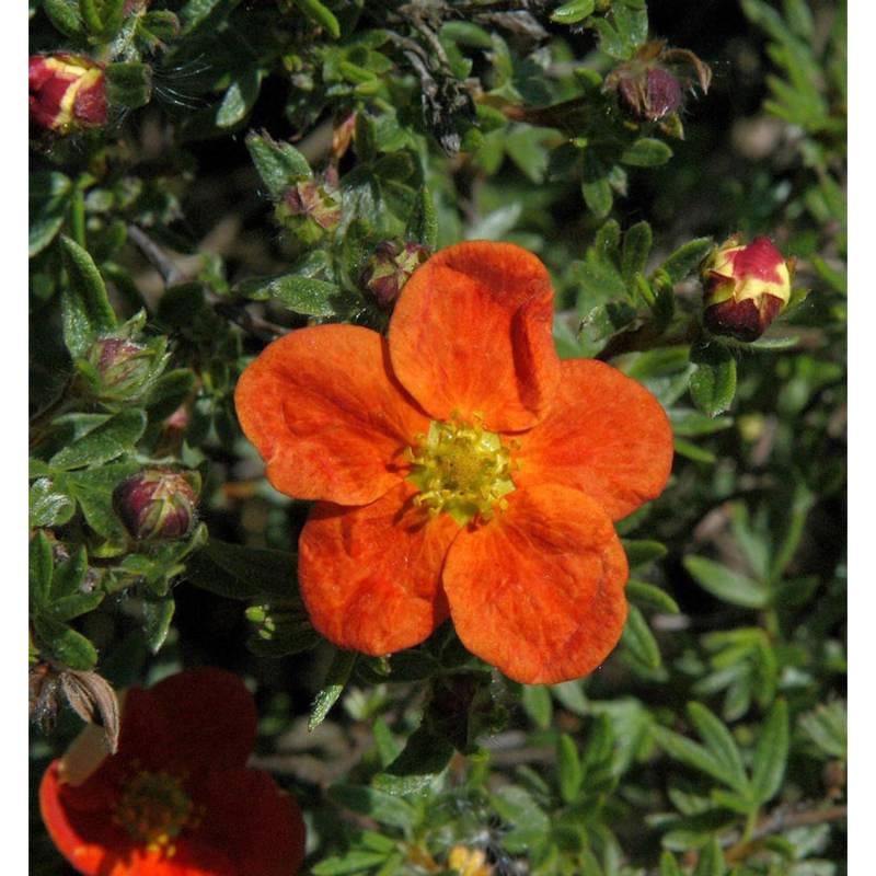 10x Fünffingerstrauch Red Ace - Potentilla fruticosa von Die Nr-01.de