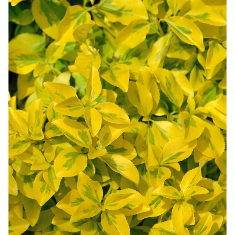 10x Goldbunte Kriechspindel Emerald Gold 10-15cm - Euonymus fortunei von Die Nr-01.de