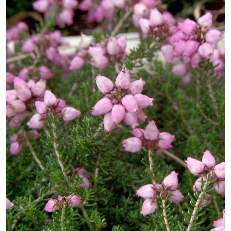 10x Grauheide Pink Ice - Erica cinerea von Die Nr-01.de