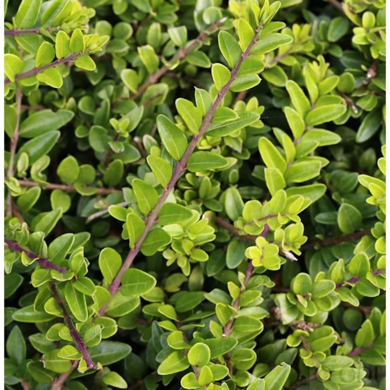 10x Heckenmyrte Maigrün 10-15cm - Lonicera nitida 10x Heckenmyrte Maigrün 10-15cm - Lonicera nitida von Die Nr-01.de