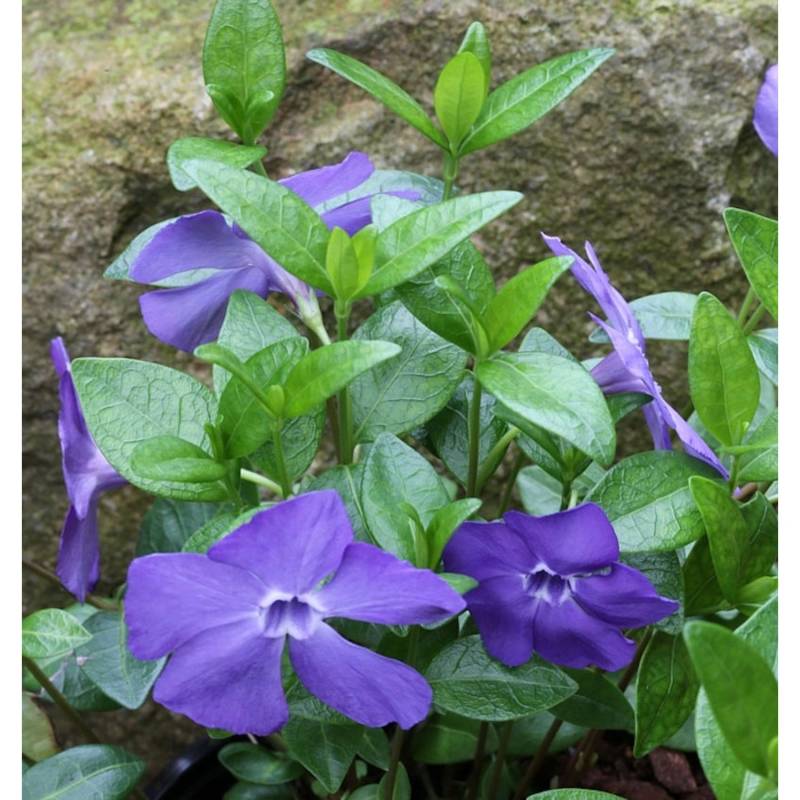 10x Immergrün Bowles - Vinca minor 10x Immergrün Bowles - Vinca minor von Die Nr-01.de