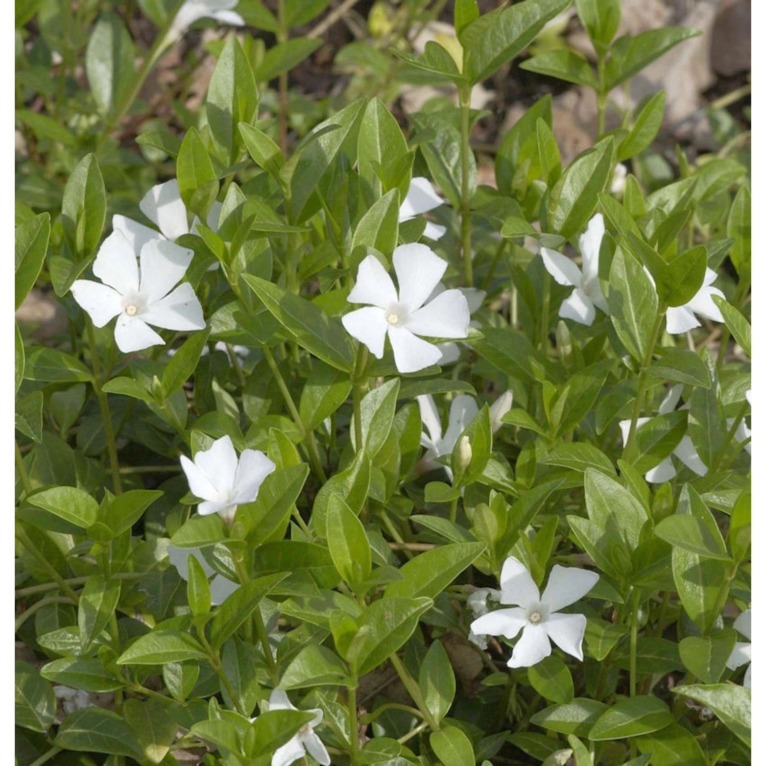 10x Kleinblättriges Immergrün Alba - Vinca minor 10x Kleinblättriges Immergrün Alba - Vinca minor von Die Nr-01.de