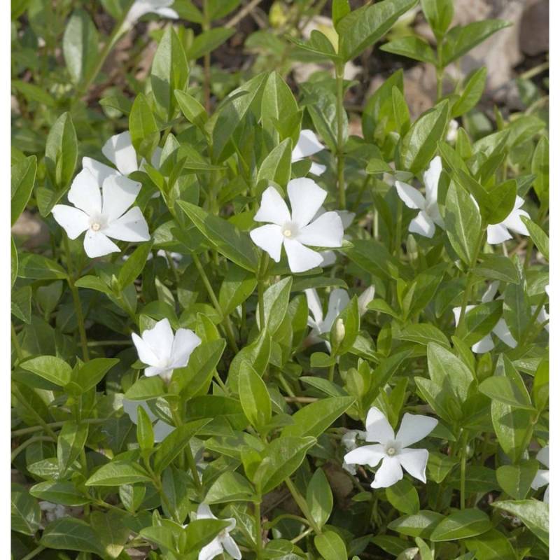 10x Kleinblättriges Immergrün Alba - Vinca minor 10x Kleinblättriges Immergrün Alba - Vinca minor von Die Nr-01.de