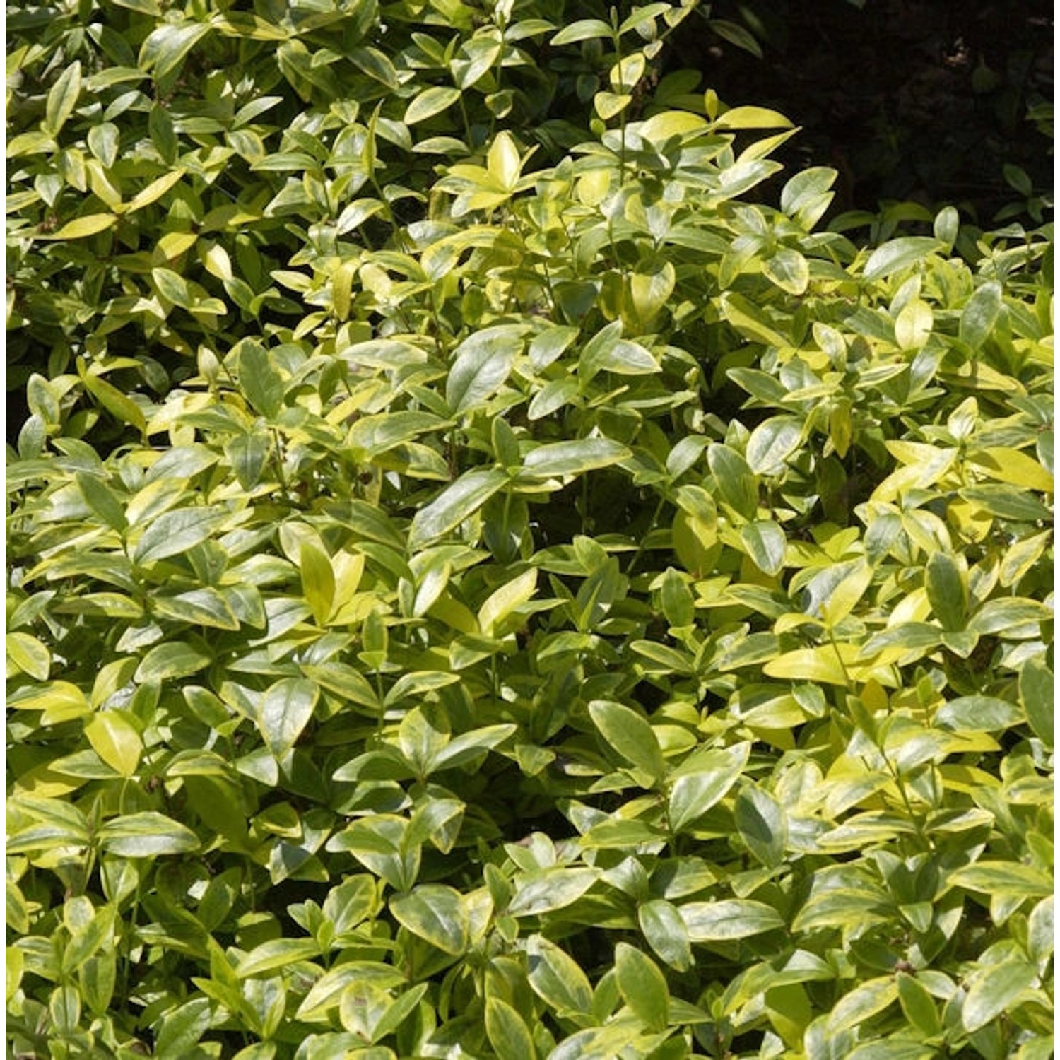10x Kleinblättriges Immergrün Argenteomarginata - Vinca minor 10x Kleinblättriges Immergrün Argenteomarginata - Vinca minor von Die Nr-01.de