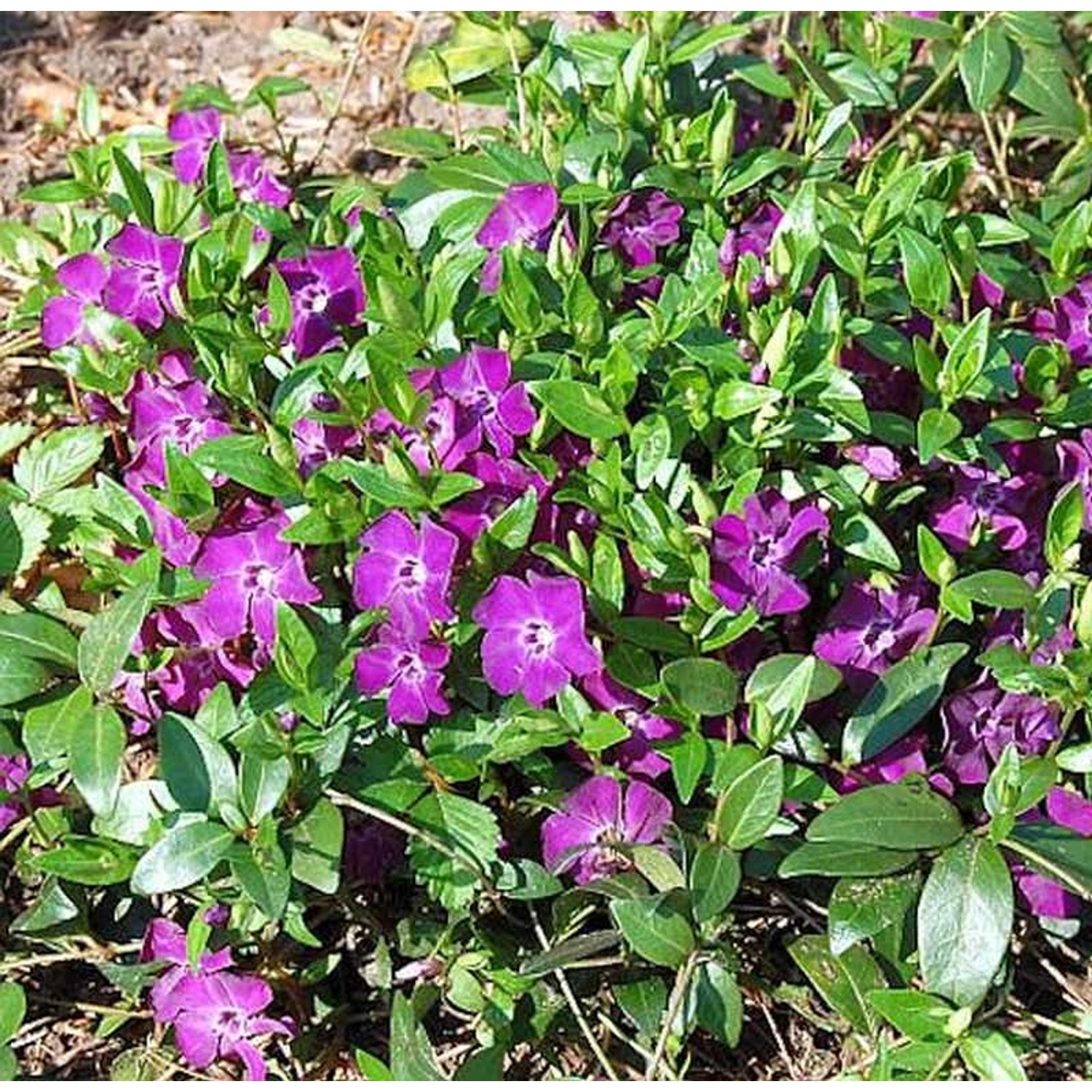 10x Kleinblättriges Immergrün Rubra - Vinca minor 10x Kleinblättriges Immergrün Rubra - Vinca minor von Die Nr-01.de