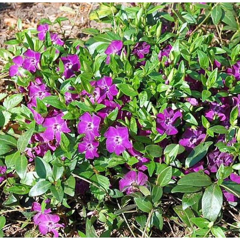 10x Kleinblättriges Immergrün Rubra - Vinca minor 10x Kleinblättriges Immergrün Rubra - Vinca minor von Die Nr-01.de