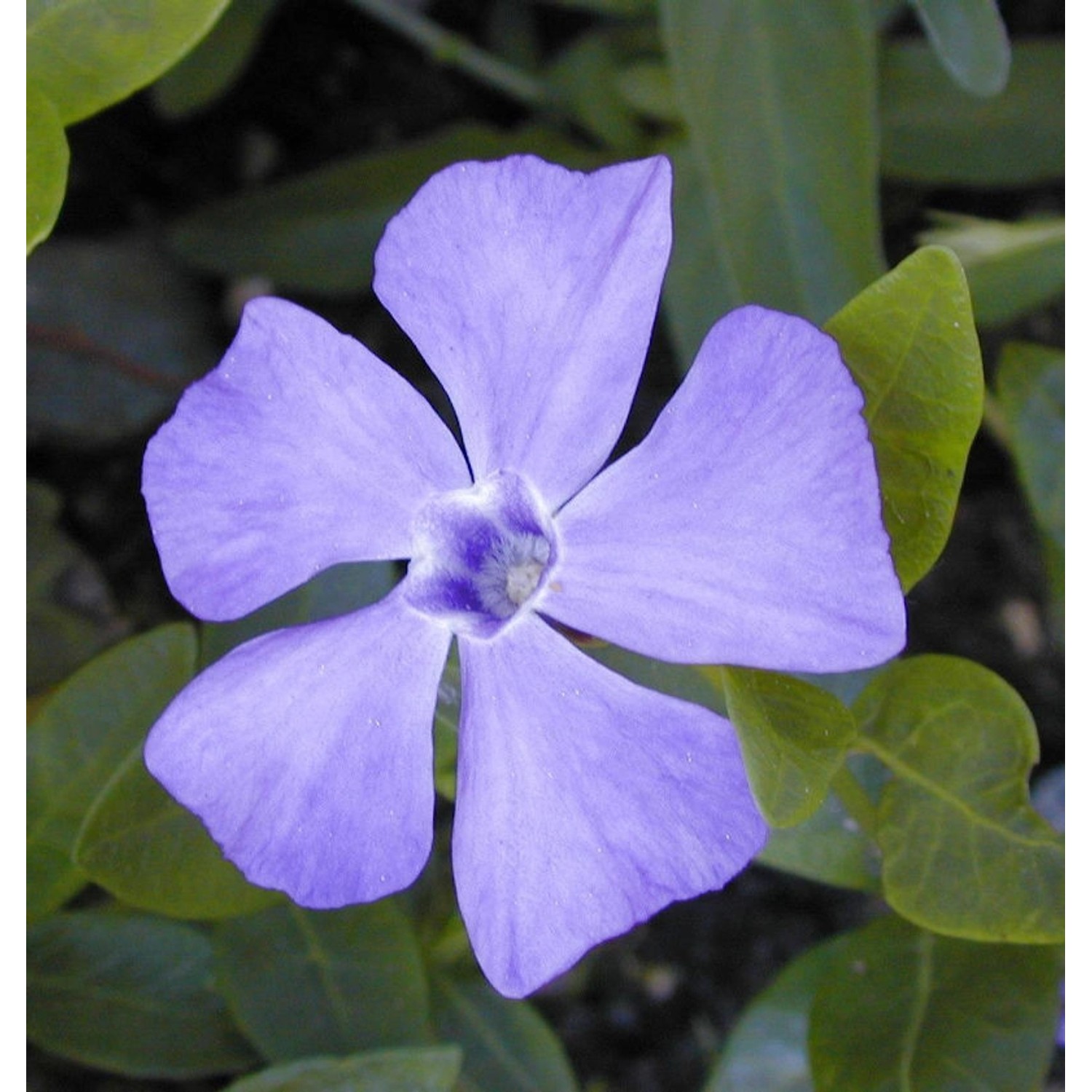 10x Kleinblättriges Immergrün - Vinca minor 10x Kleinblättriges Immergrün - Vinca minor von Die Nr-01.de