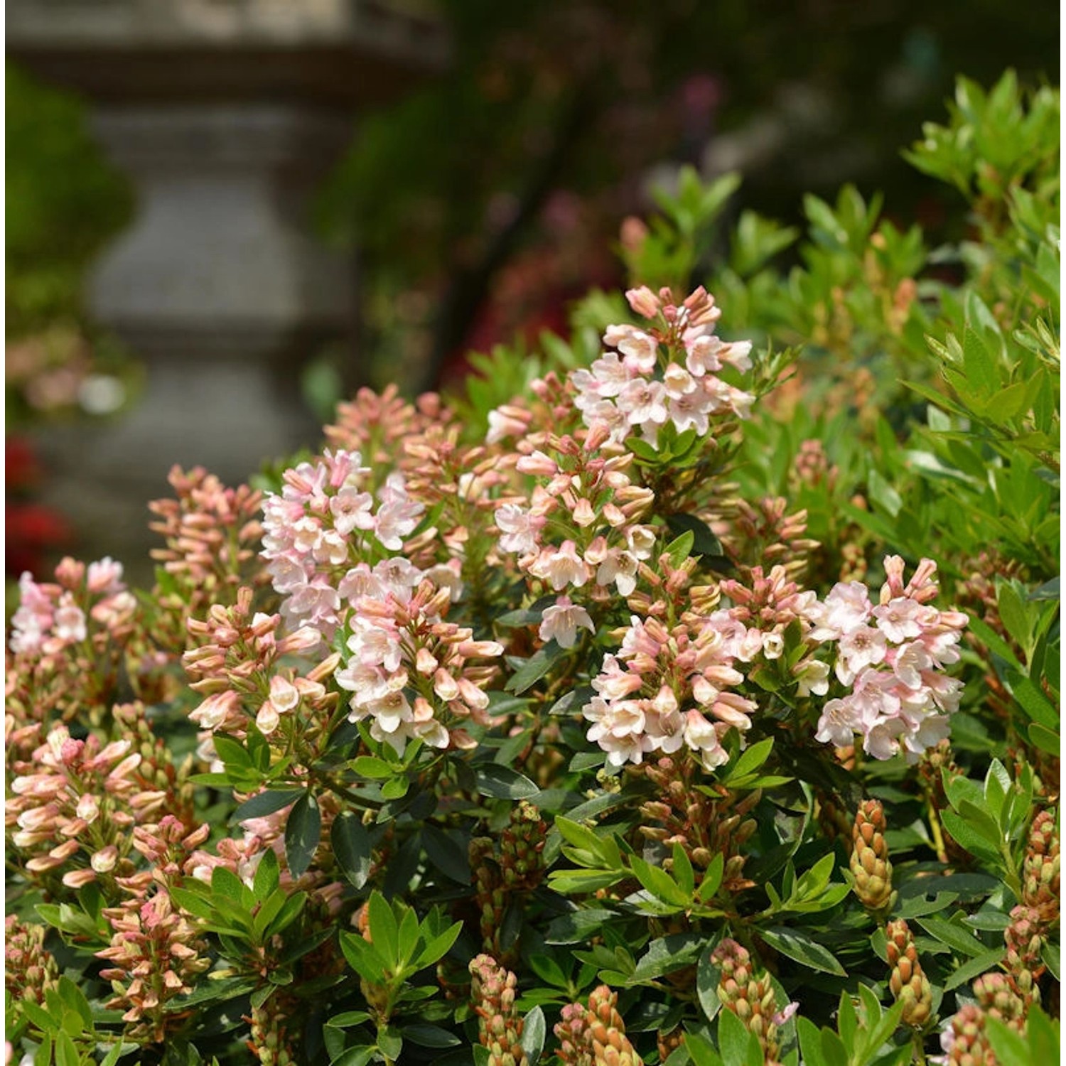 10x Kleinblütiger Rhododendron Bloombux Nugget 10-15cm - Rhododendron micranthum 10x Kleinblütiger Rhododendron Bloombux Nugget 10-15cm - Rhododendron micranthum von Die Nr-01.de