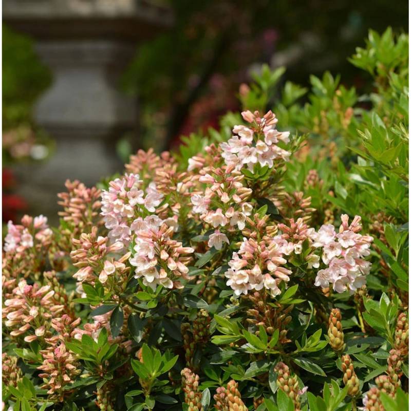 10x Kleinblütiger Rhododendron Bloombux Nugget 10-15cm - Rhododendron micranthum von Die Nr-01.de