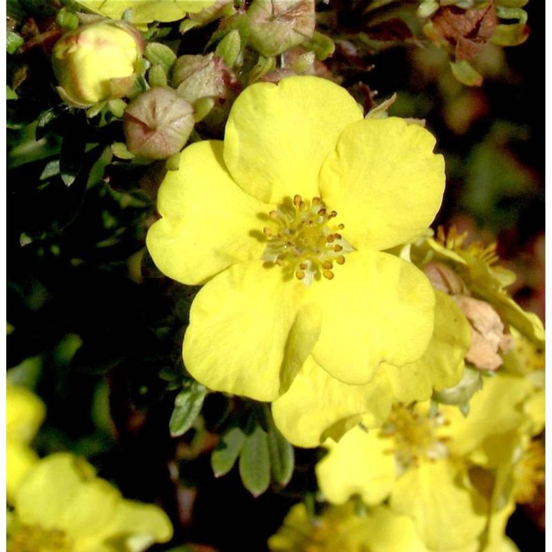 10x Kleiner Spierstrauch Goldteppich - Potentilla fruticosa 10x Kleiner Spierstrauch Goldteppich - Potentilla fruticosa von Die Nr-01.de