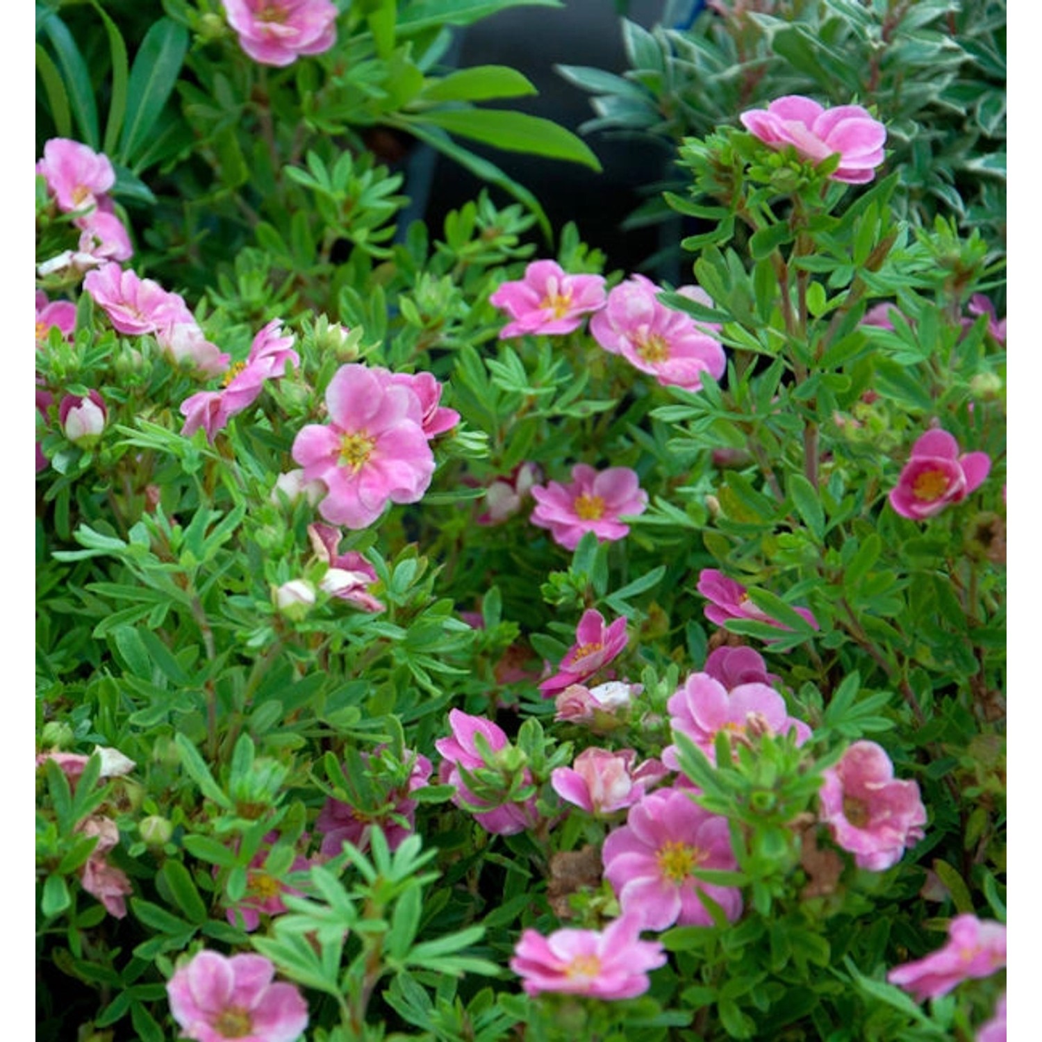 10x Kleiner Spierstrauch Pink Queen - Potentilla fruticosa 10x Kleiner Spierstrauch Pink Queen - Potentilla fruticosa von Die Nr-01.de