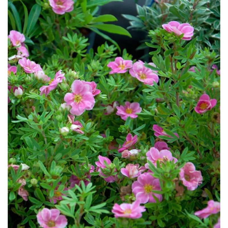 10x Kleiner Spierstrauch Pink Queen - Potentilla fruticosa von Die Nr-01.de