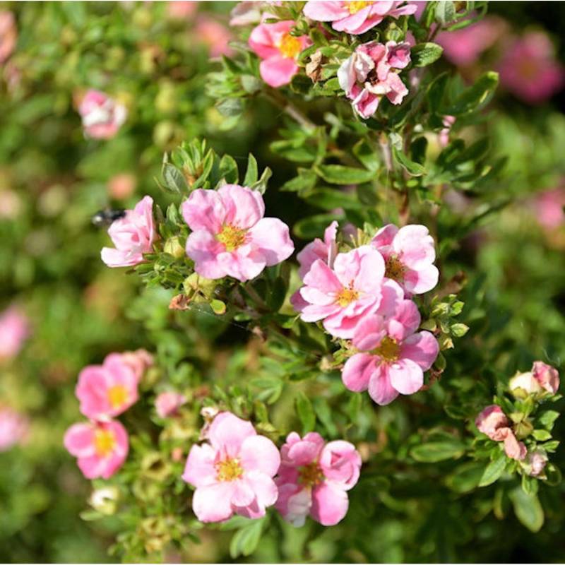 10x Kleiner Spierstrauch Pretty Polly - Potentilla fruticosa 10x Kleiner Spierstrauch Pretty Polly - Potentilla fruticosa von Die Nr-01.de
