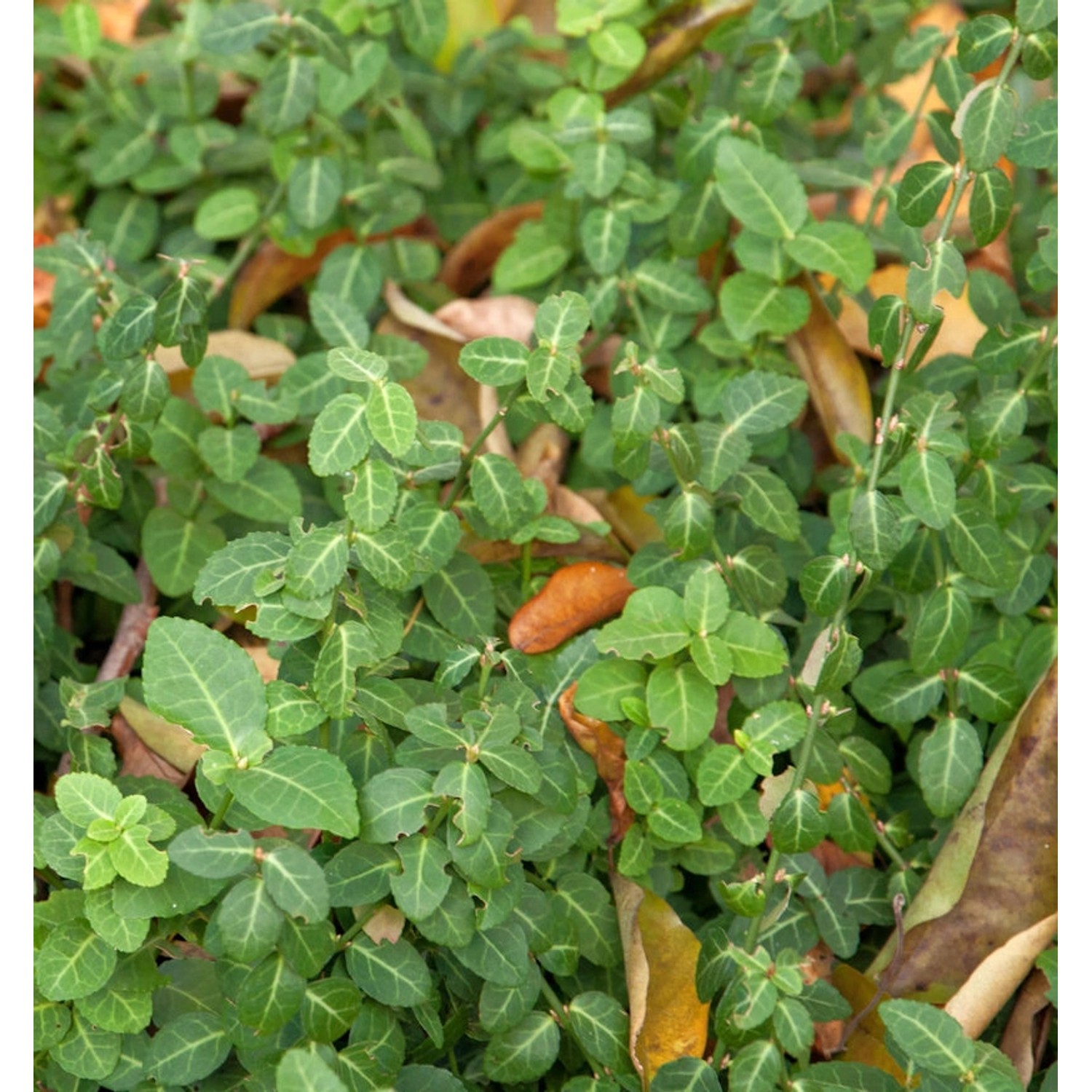 10x Kriechspindel Coloratus 10-15cm - Euonymus fortunei 10x Kriechspindel Coloratus 10-15cm - Euonymus fortunei von Die Nr-01.de