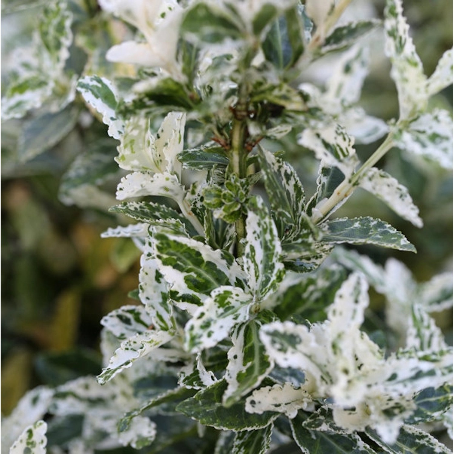 10x Kriechspindel Harlequin 15-20cm - Euonymus fortunei 10x Kriechspindel Harlequin 15-20cm - Euonymus fortunei von Die Nr-01.de