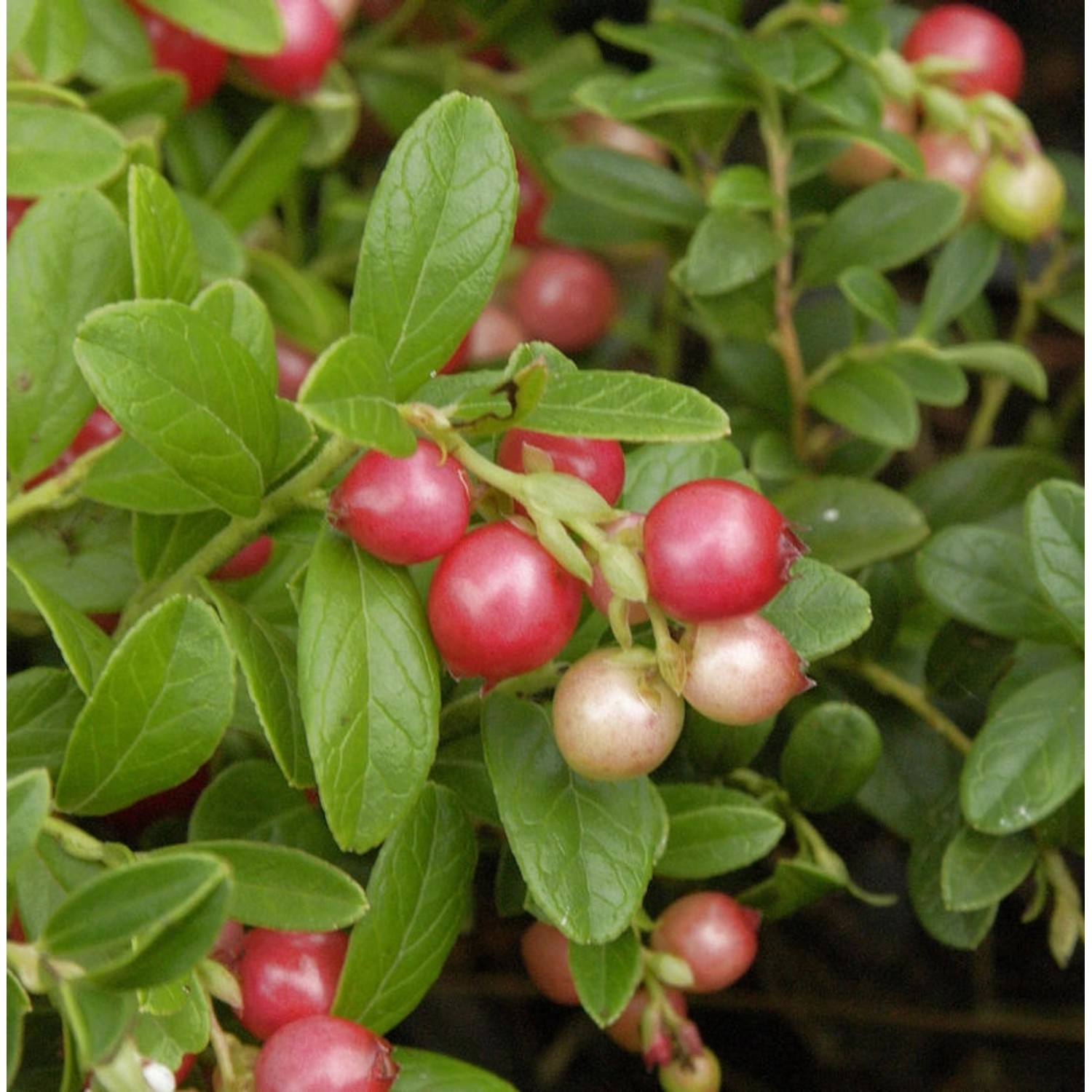 10x Preiselbeere Koralle 10-15cm - Vaccinium vitis idaea 10x Preiselbeere Koralle 10-15cm - Vaccinium vitis idaea von Die Nr-01.de