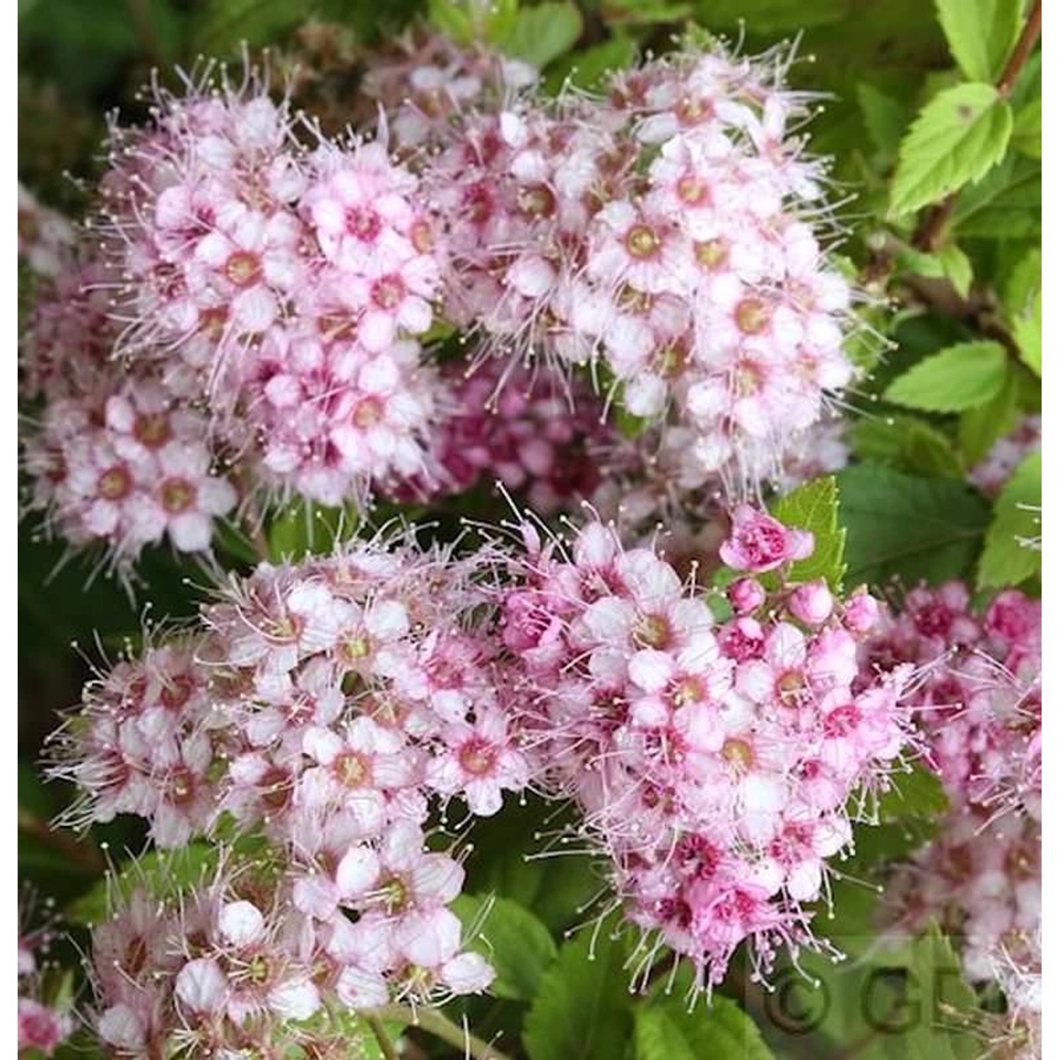 10x Rosa Zwerg Spiere Little Princess 15-20cm - Spiraea japonica von Die Nr-01.de