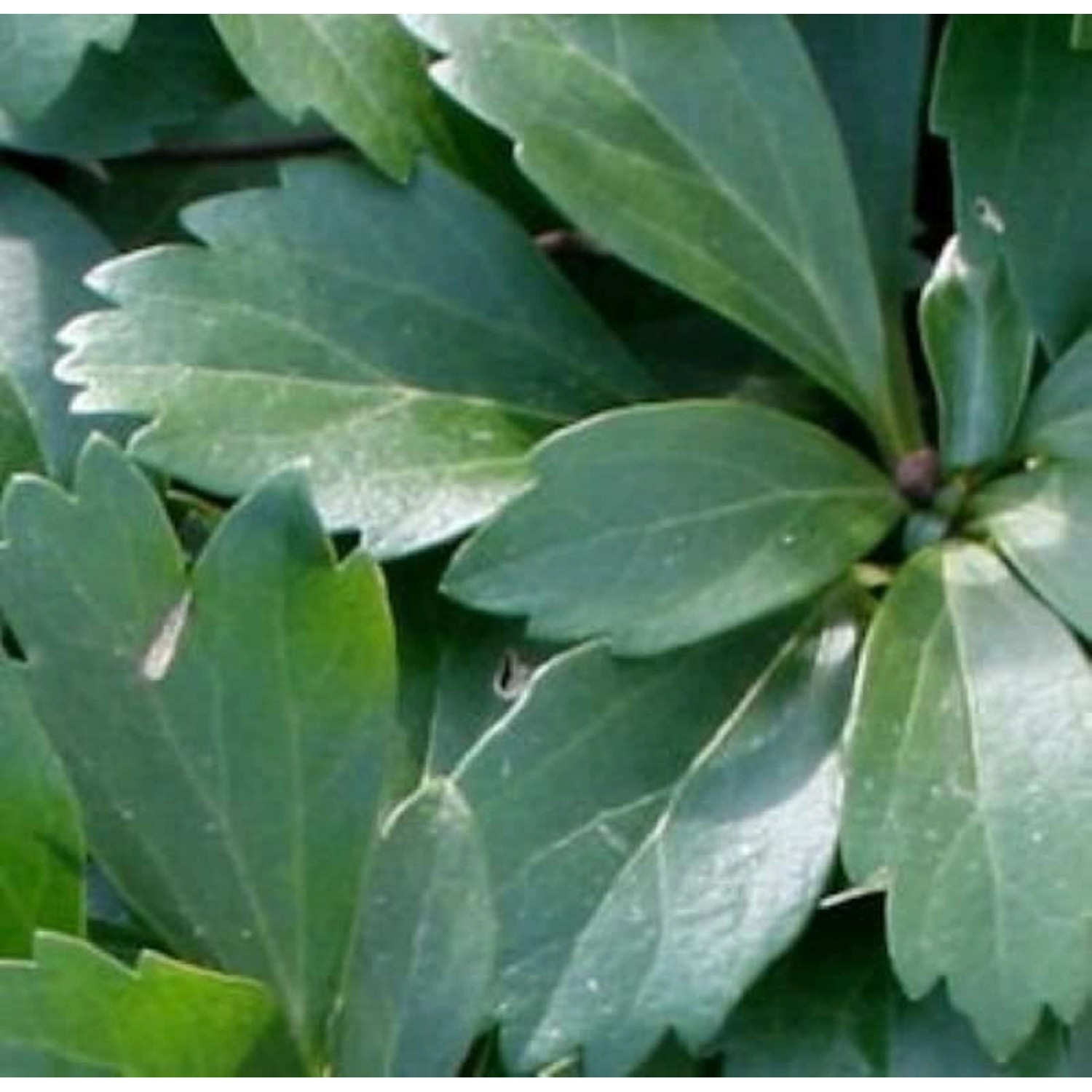10x Schattengrün Dickmännchen Compacta - Pachysandra terminalis 10x Schattengrün Dickmännchen Compacta - Pachysandra terminalis von Die Nr-01.de