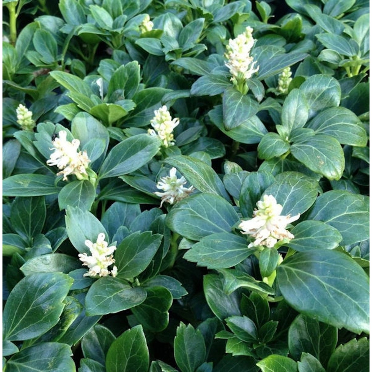 10x Schattengrün Dickmännchen Green Carpet - Pachysandra terminialis 10x Schattengrün Dickmännchen Green Carpet - Pachysandra terminialis von Die Nr-01.de