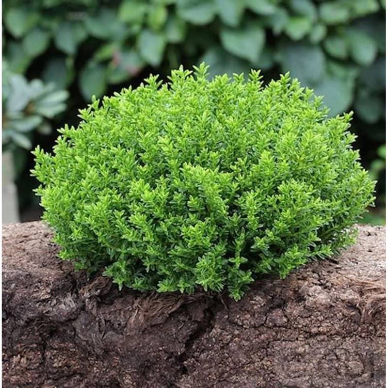 10x Strauchveronika Green Globe - Hebe von Die Nr-01.de