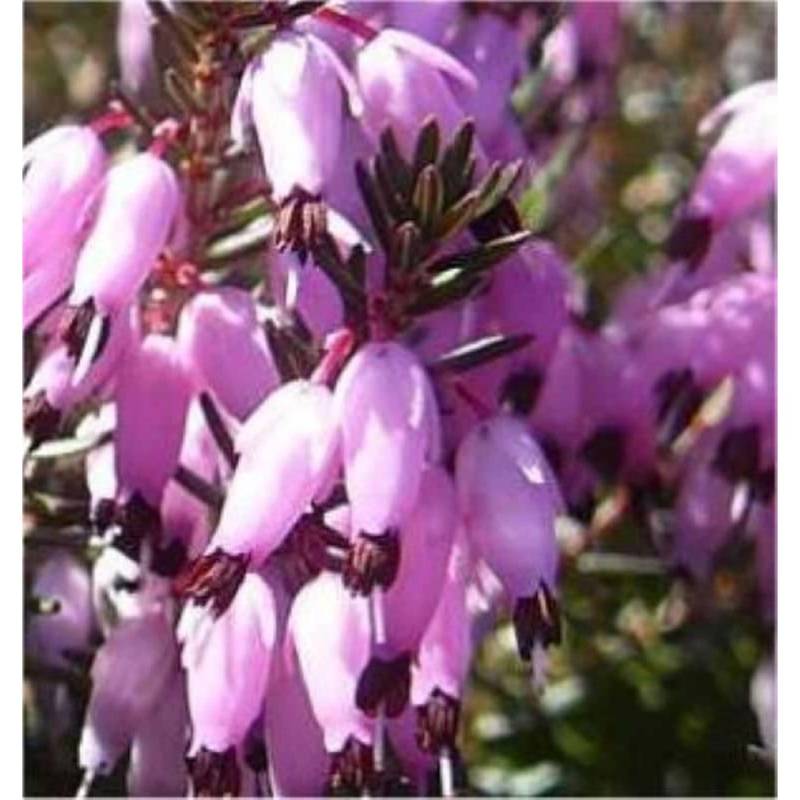 10x Winterheide Myretoun Ruby - Erica carnea von Die Nr-01.de