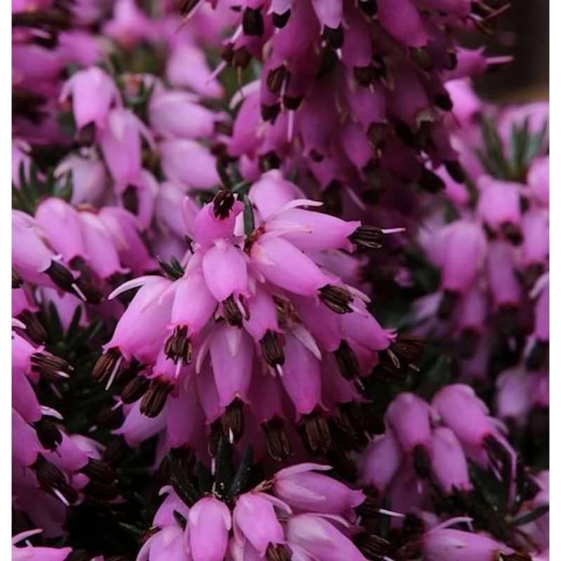 10x Winterheide Winter Rubin - Erica carnea von Die Nr-01.de