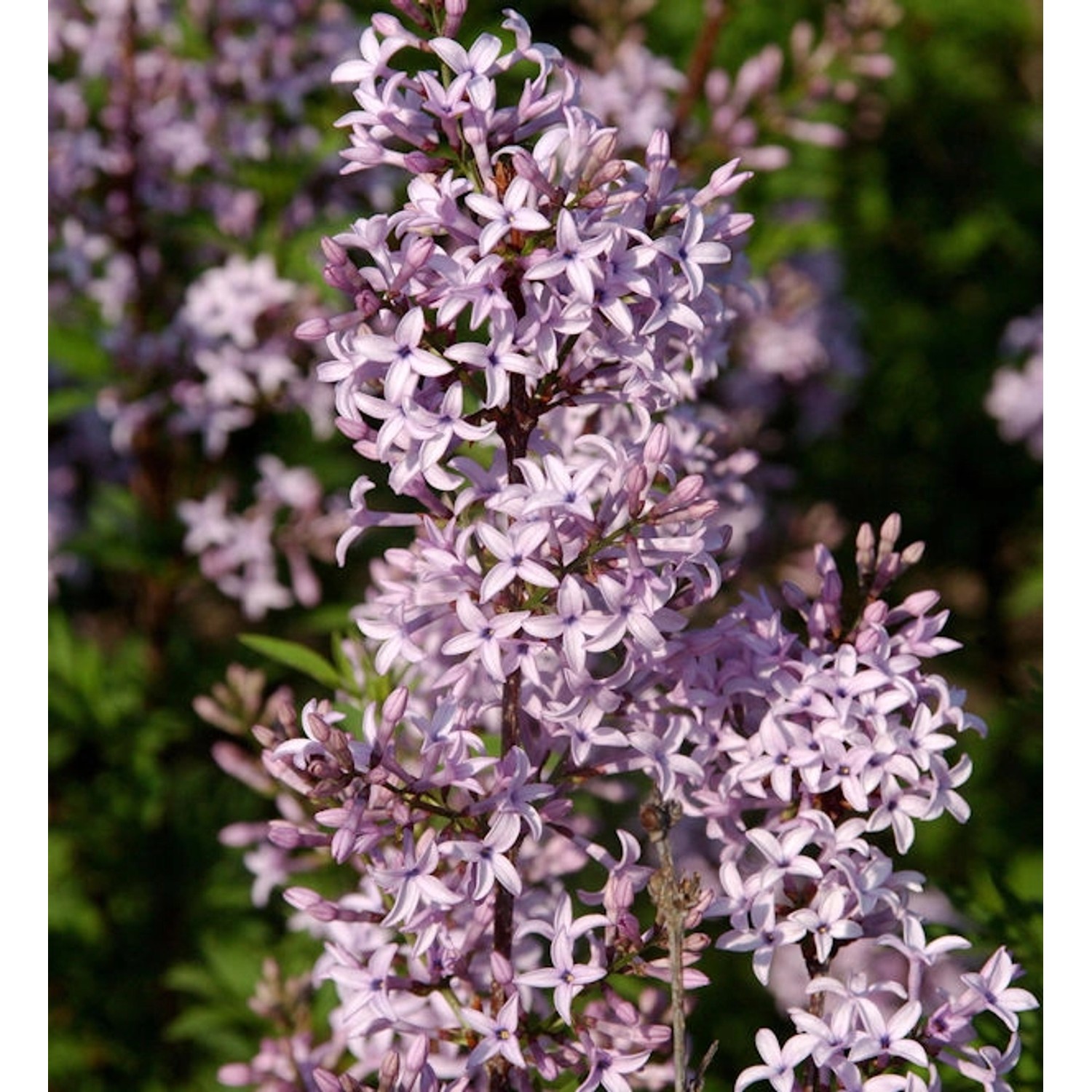 Afghanischer Flieder 80-100cm - Syringa afghanica Afghanischer Flieder 80-100cm - Syringa afghanica von Die Nr-01.de