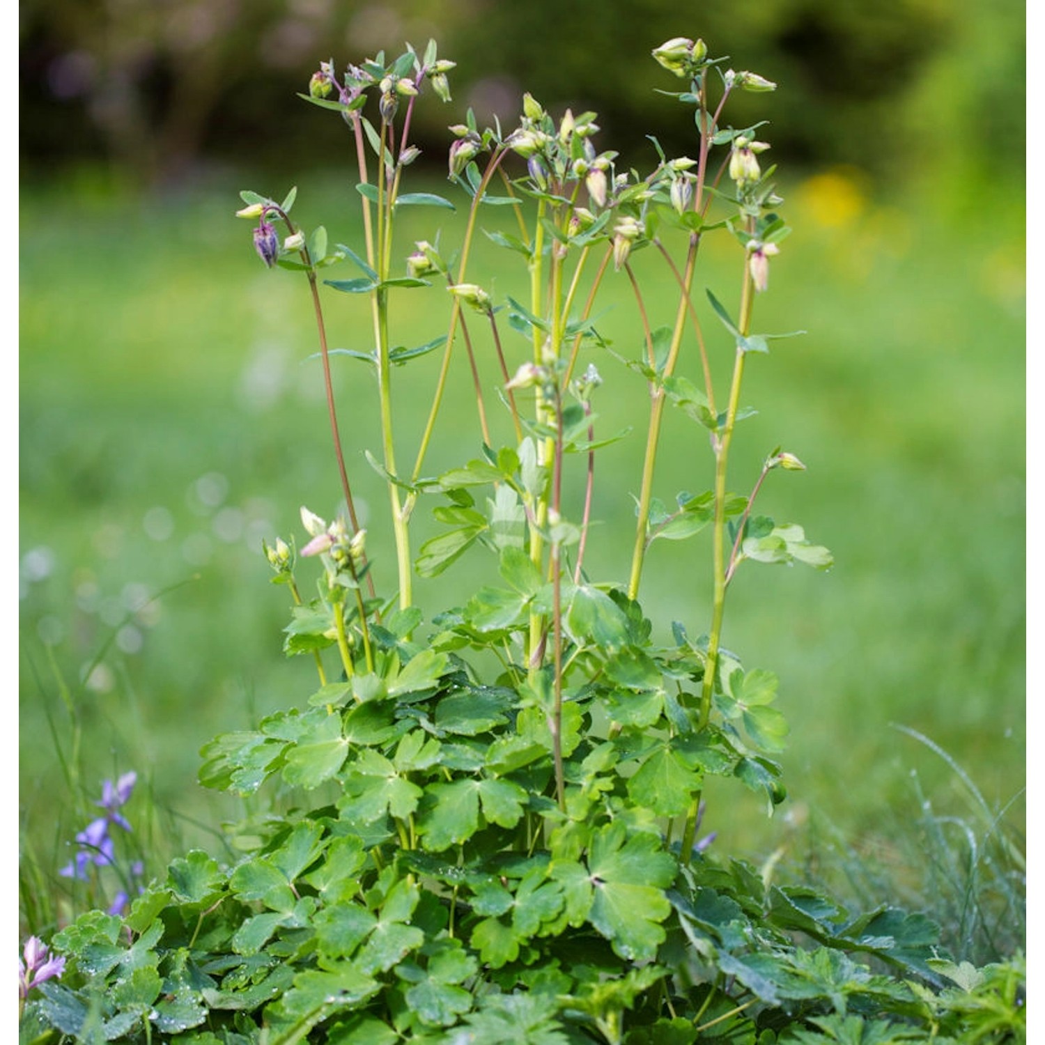 Akelei Green Apples - Aquilegia vulgaris Akelei Green Apples - Aquilegia vulgaris von Die Nr-01.de