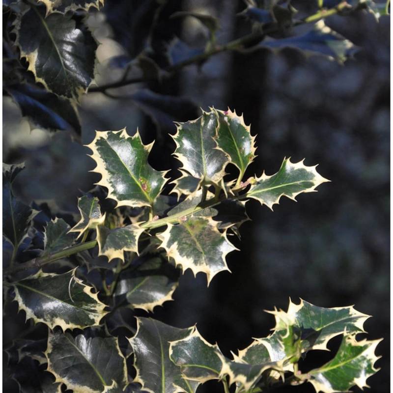 Alaska Stechpalme Ilex Silver Queen 30-40cm - Ilex aquifolium von Die Nr-01.de