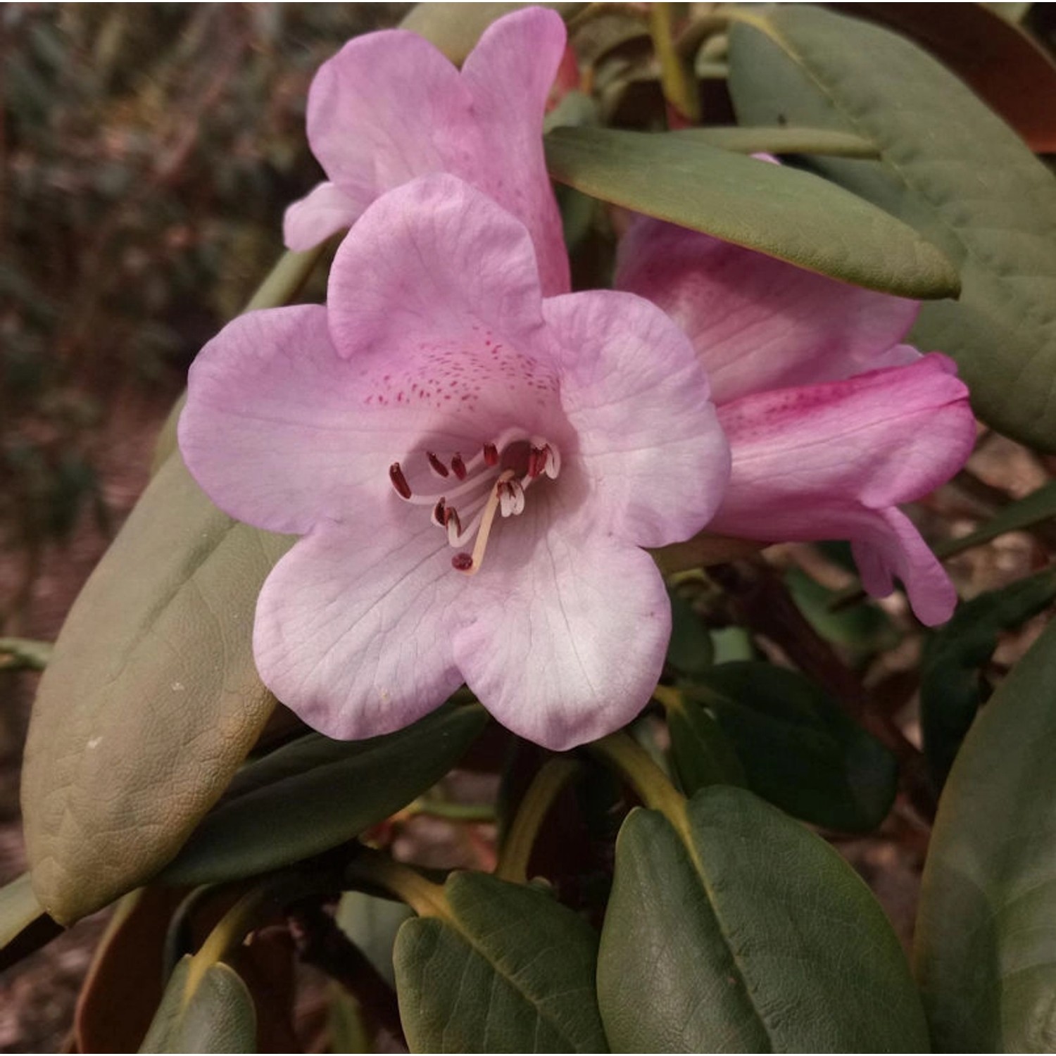 Alpenrose Olive 30-40cm - Rhododendron moupinense von Die Nr-01.de