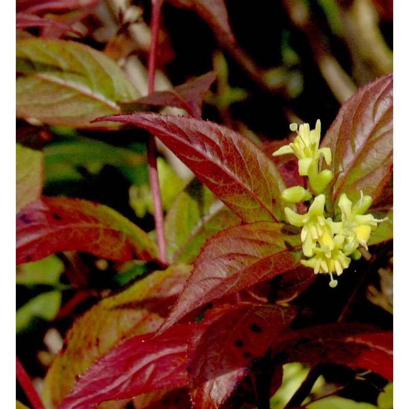 Amerikanische Weigelie Kodiak Red 30-40cm - Diervilla sessilifolia von Die Nr-01.de