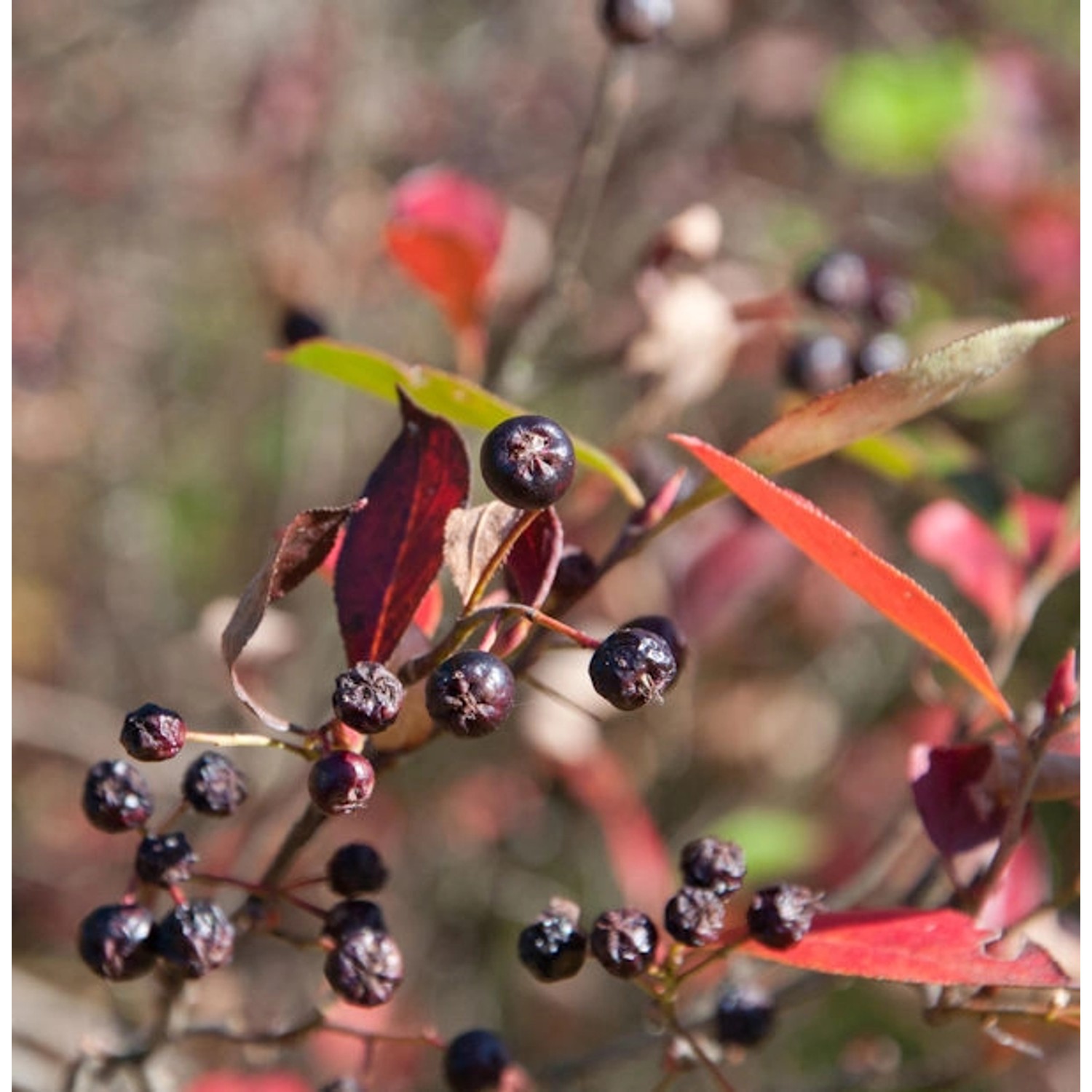 Apfelbeere Brilliant 40-60cm - Aronia arbutifolia Apfelbeere Brilliant 40-60cm - Aronia arbutifolia von Die Nr-01.de