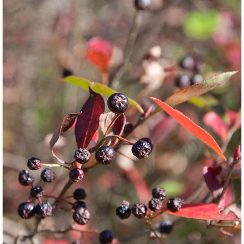 Apfelbeere Brilliant 40-60cm - Aronia arbutifolia von Die Nr-01.de