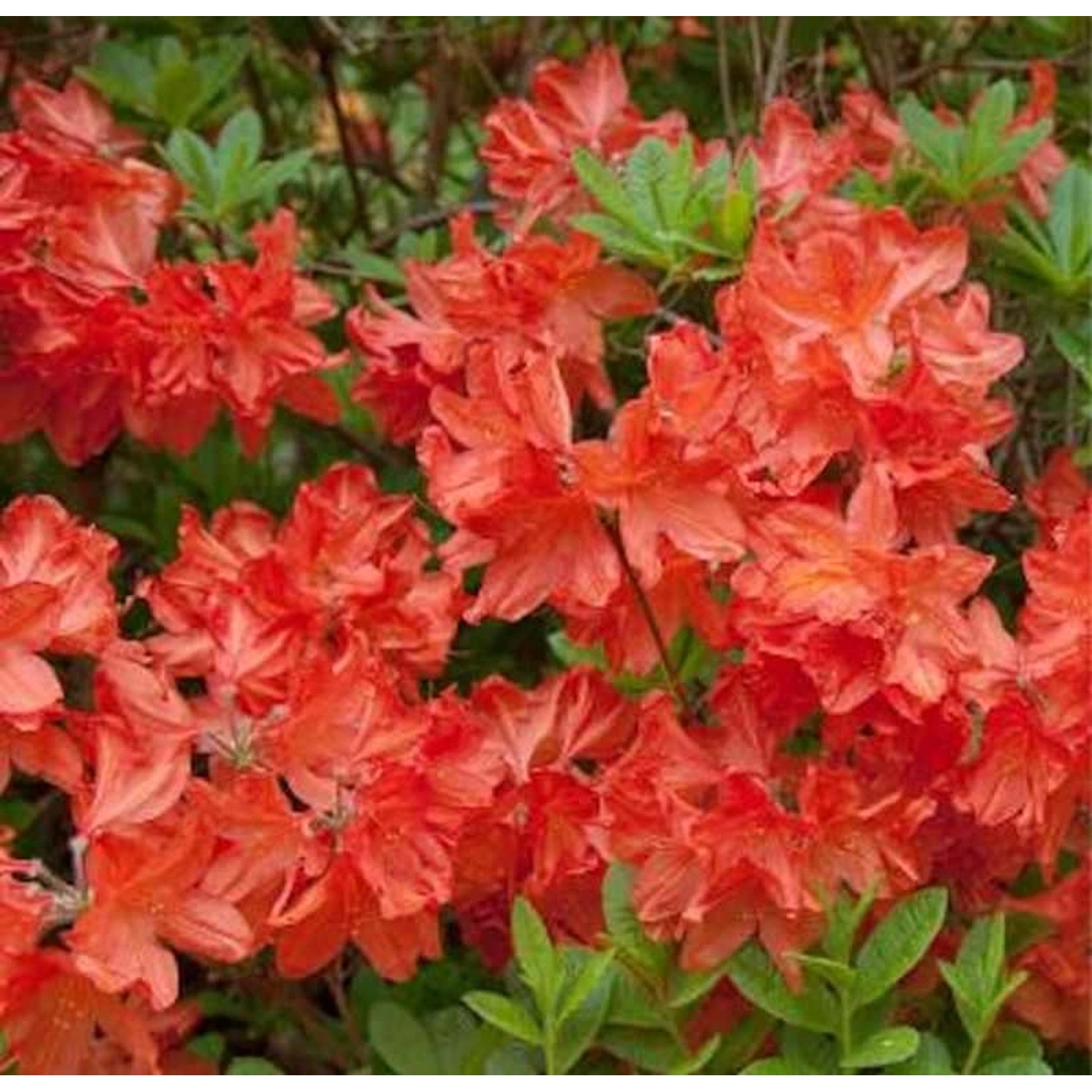 Azalee Balzac 40-50cm - Rhododendron luteum - Alpenrose Azalee Balzac 40-50cm - Rhododendron luteum - Alpenrose von Die Nr-01.de