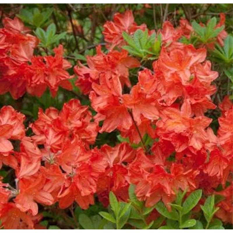 Azalee Balzac 40-50cm - Rhododendron luteum - Alpenrose Azalee Balzac 40-50cm - Rhododendron luteum - Alpenrose von Die Nr-01.de