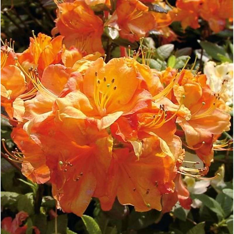 Azalee Glowing Embers 50-60cm - Rhododendron luteum - Alpenrose Azalee Glowing Embers 50-60cm - Rhododendron luteum - Alpenrose von Die Nr-01.de